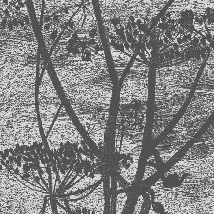 Cole And Son Wallpaper Cow Parsley Charcoal - HD Wallpaper 