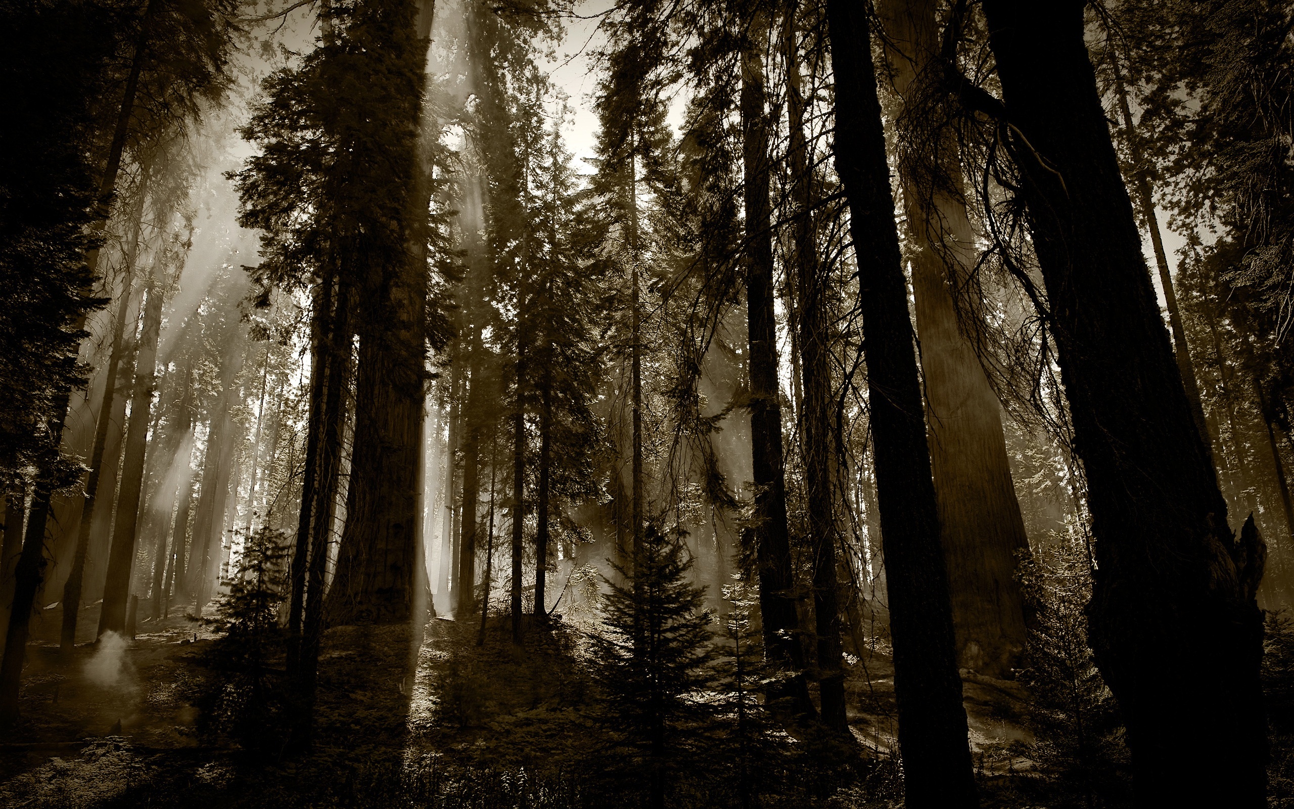 Dark Forest - HD Wallpaper 