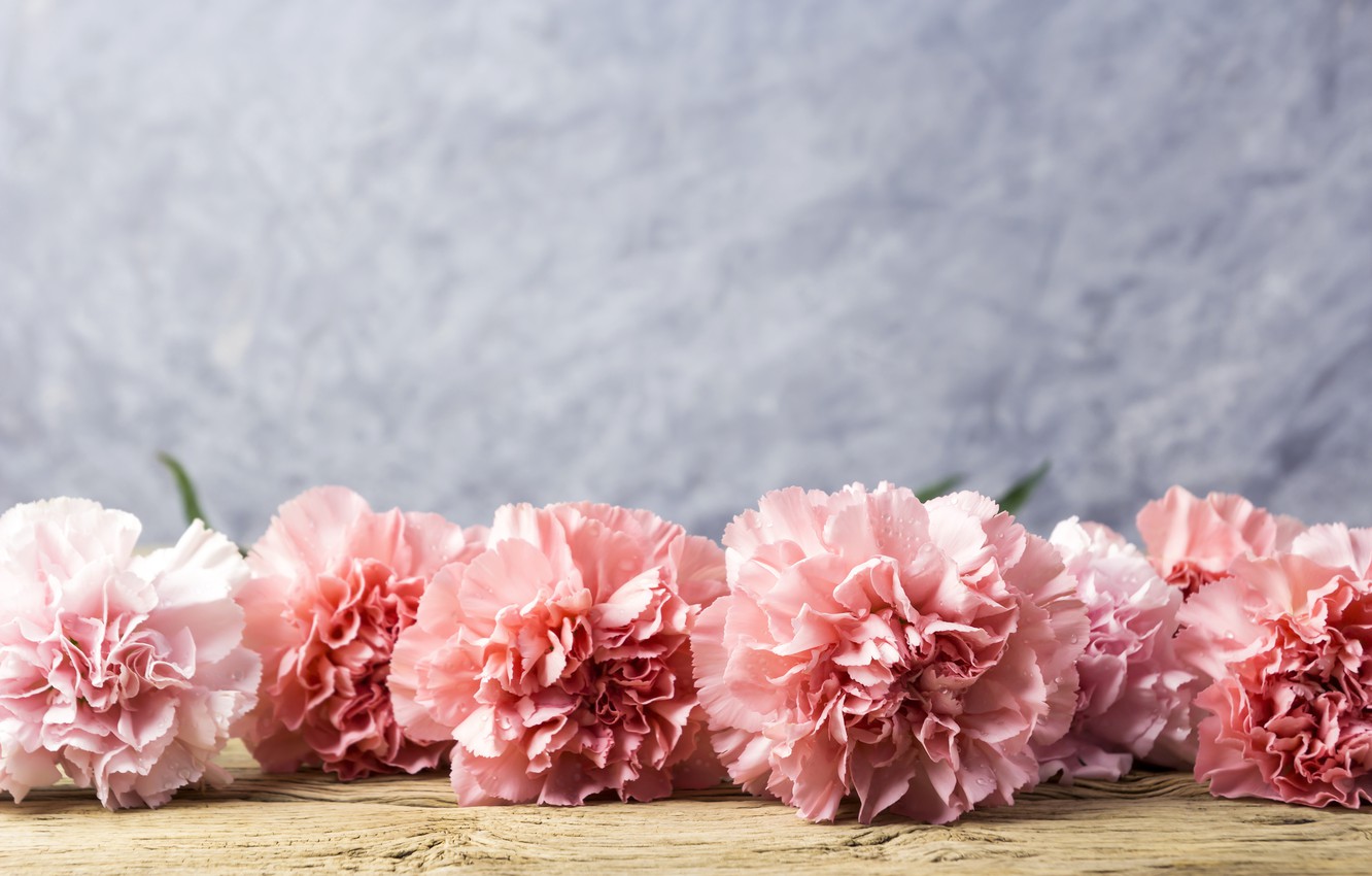 Photo Wallpaper Flowers, Petals, Pink, Wood, Pink, - Desktop Carnation - HD Wallpaper 