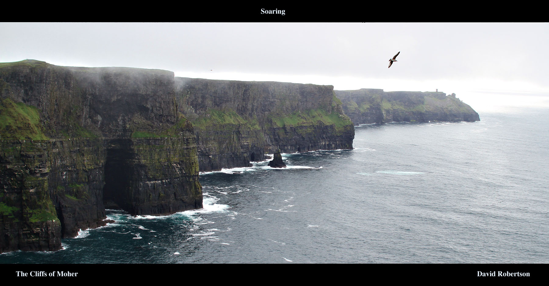 A Seabird Soaring At The Cliffs Of Moher, Galway - Cliffs Of Moher - HD Wallpaper 