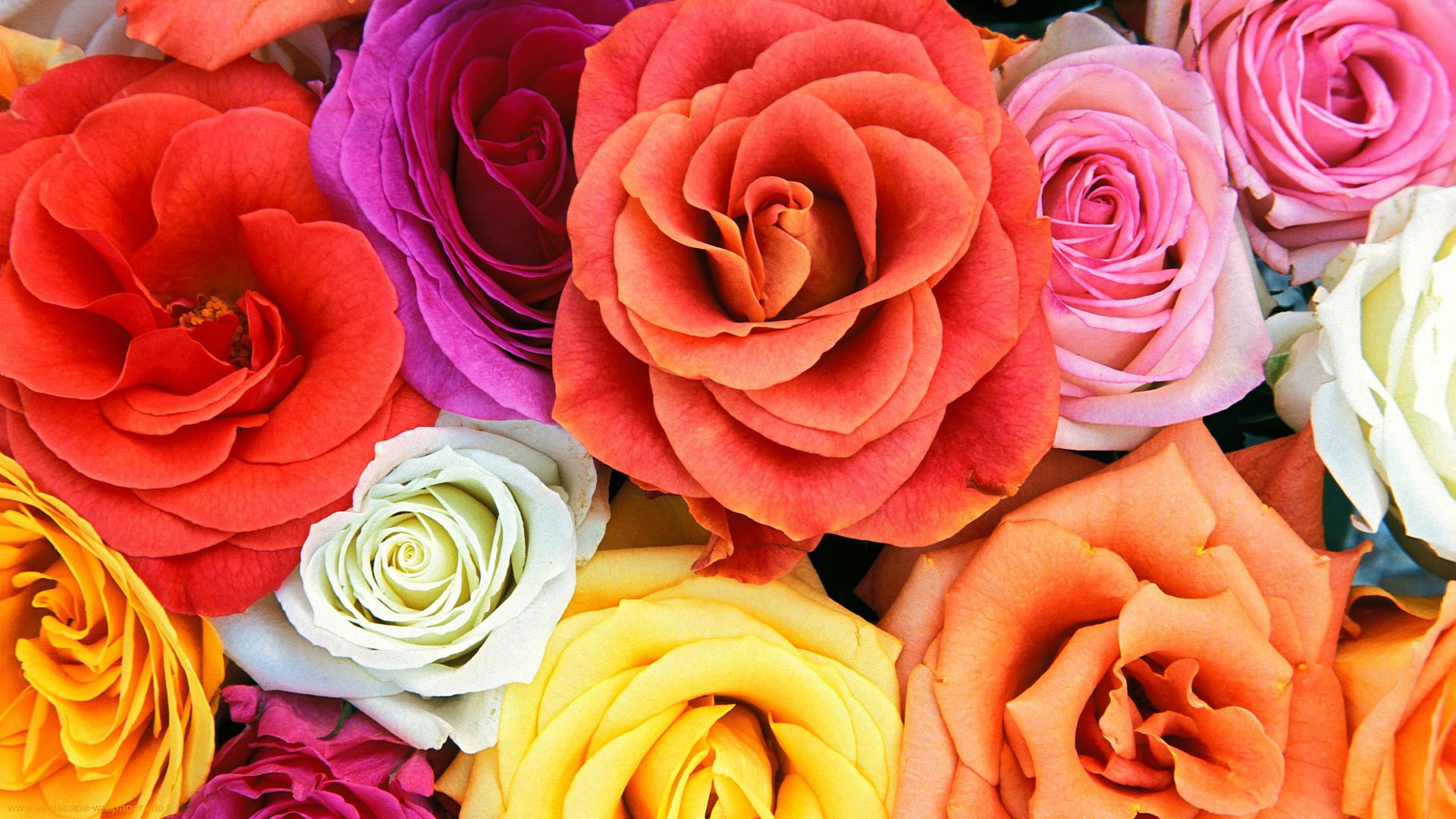 Fondos De Pantalla De Rosas De Colores - HD Wallpaper 