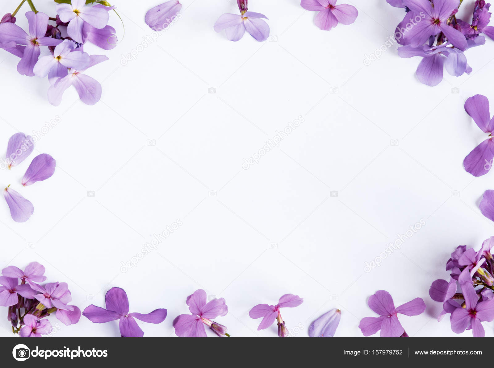 Purple Flowers White Background White Background With Purple Flower