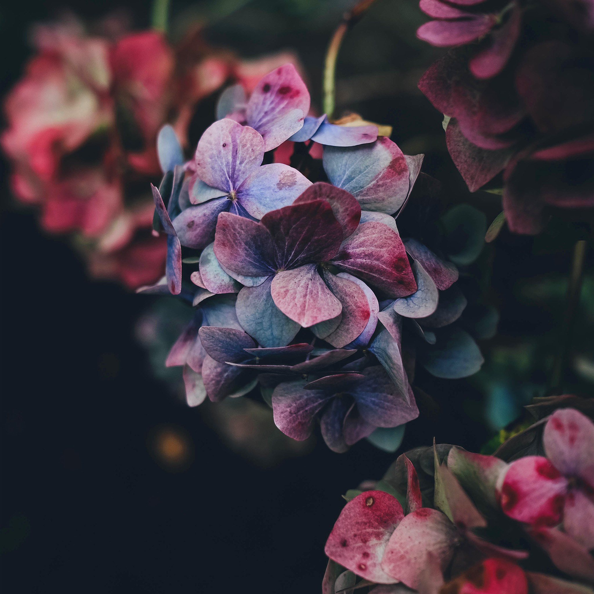 Dark Wallpapers For Android Flowers - HD Wallpaper 