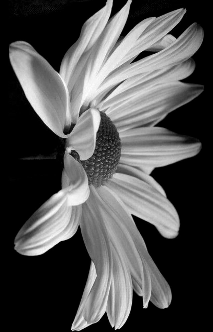 Chamomile - HD Wallpaper 
