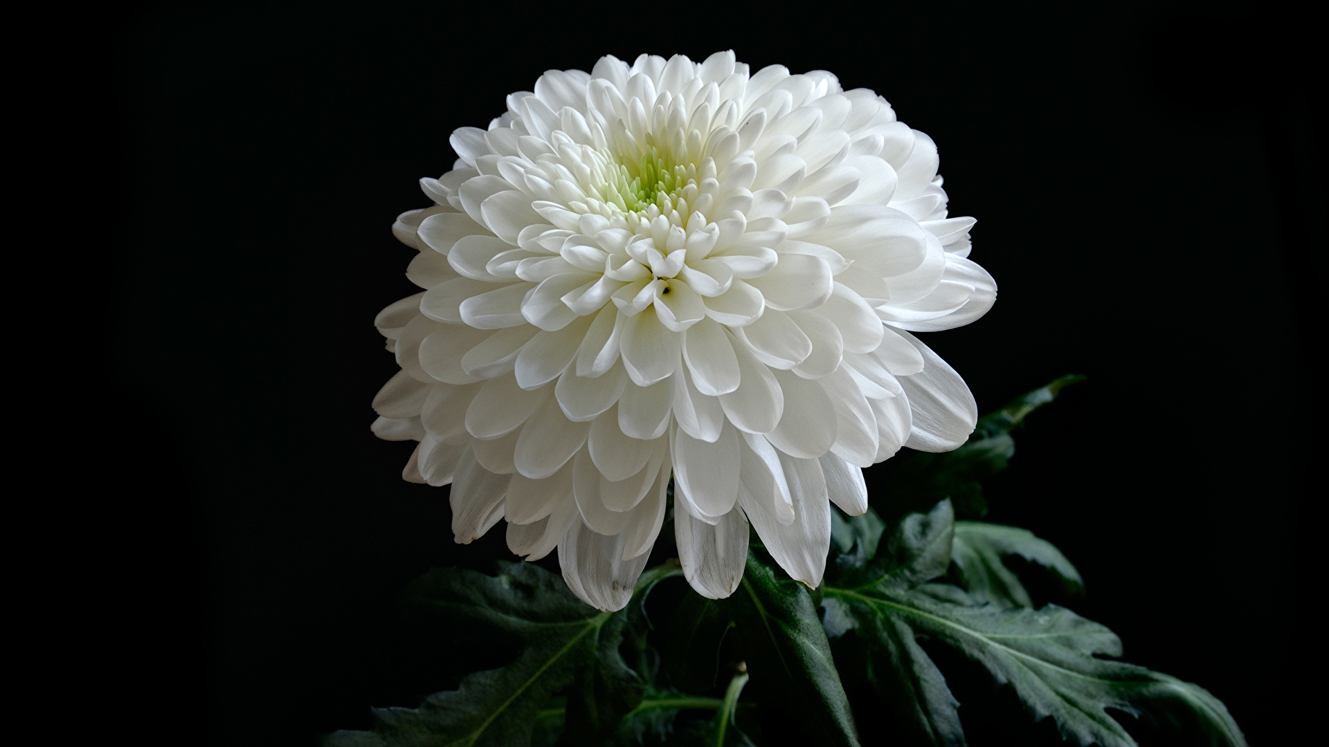 Chrysanthemum - HD Wallpaper 