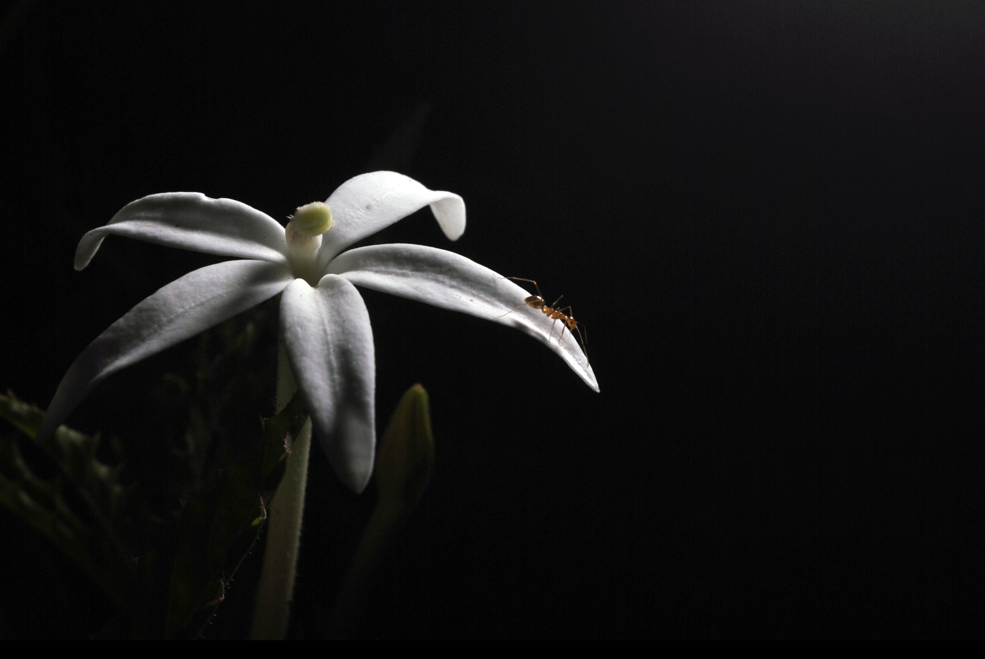 Crinum - HD Wallpaper 