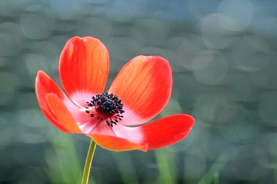 Red Flowers Wallpaper Red Flower Wallpaper Red And - HD Wallpaper 