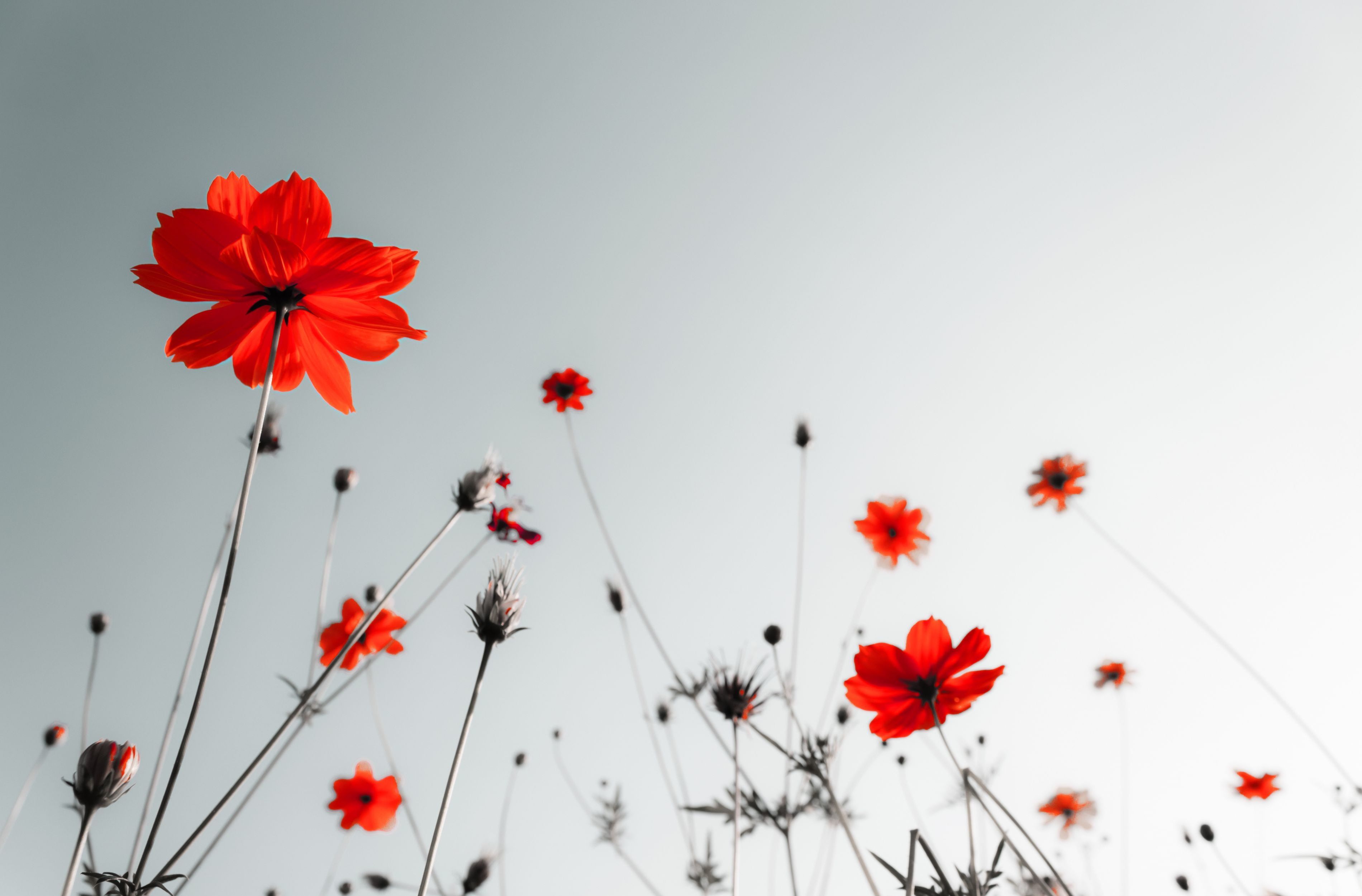 Red Flower White Background - HD Wallpaper 