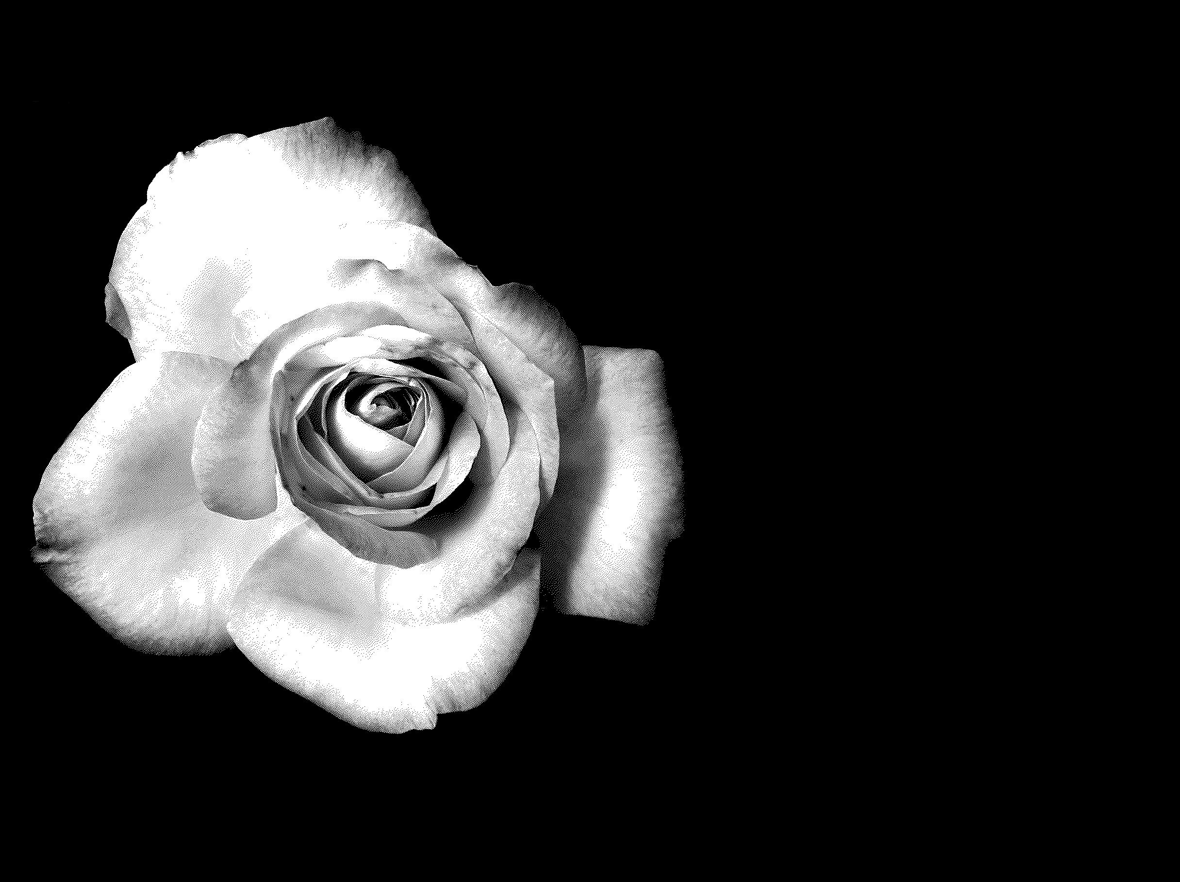 Black And White Flowers - HD Wallpaper 