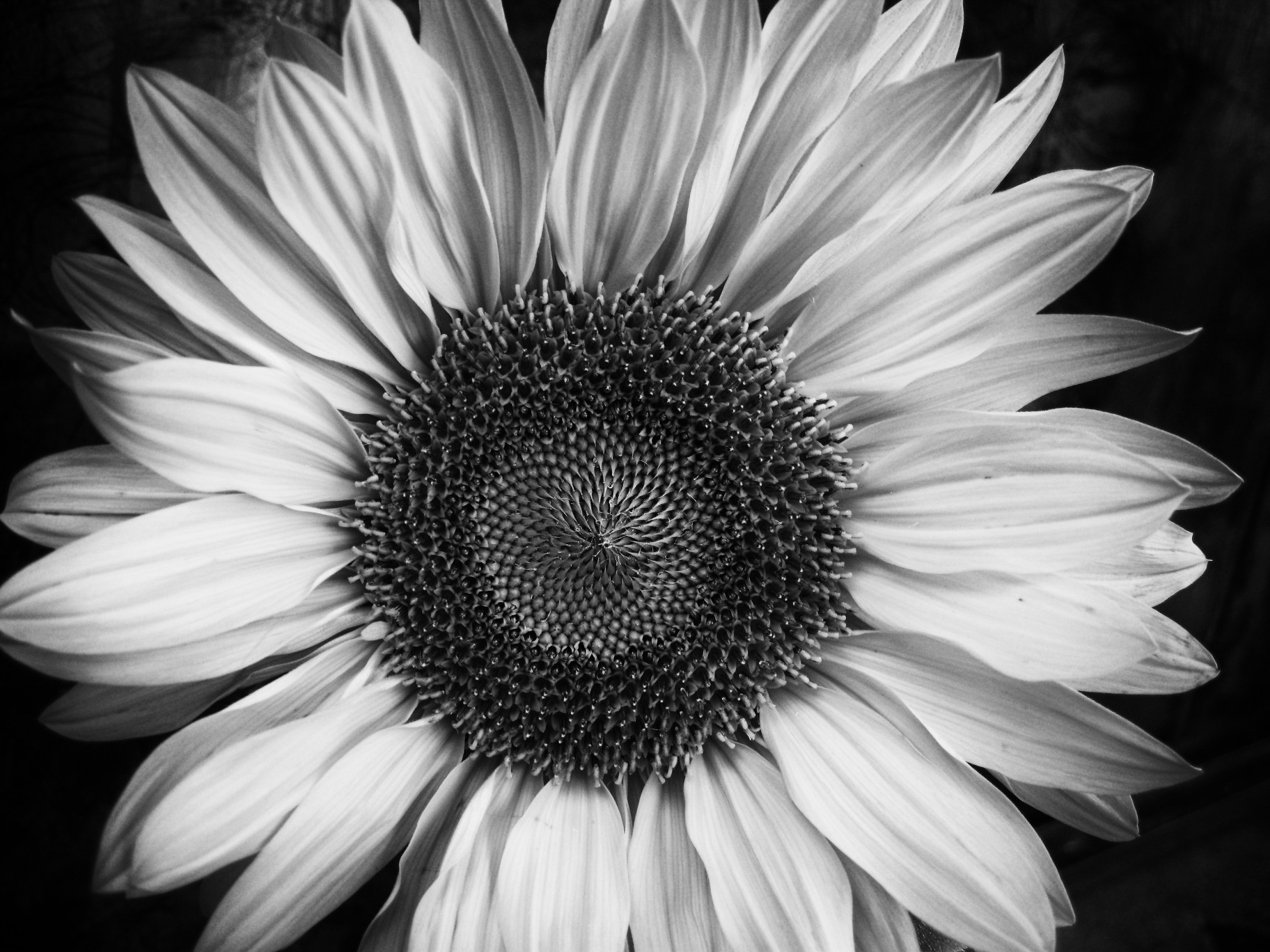 Black And White Images Of Flowers 11 Desktop Wallpaper - Flower Black And White Photography - HD Wallpaper 