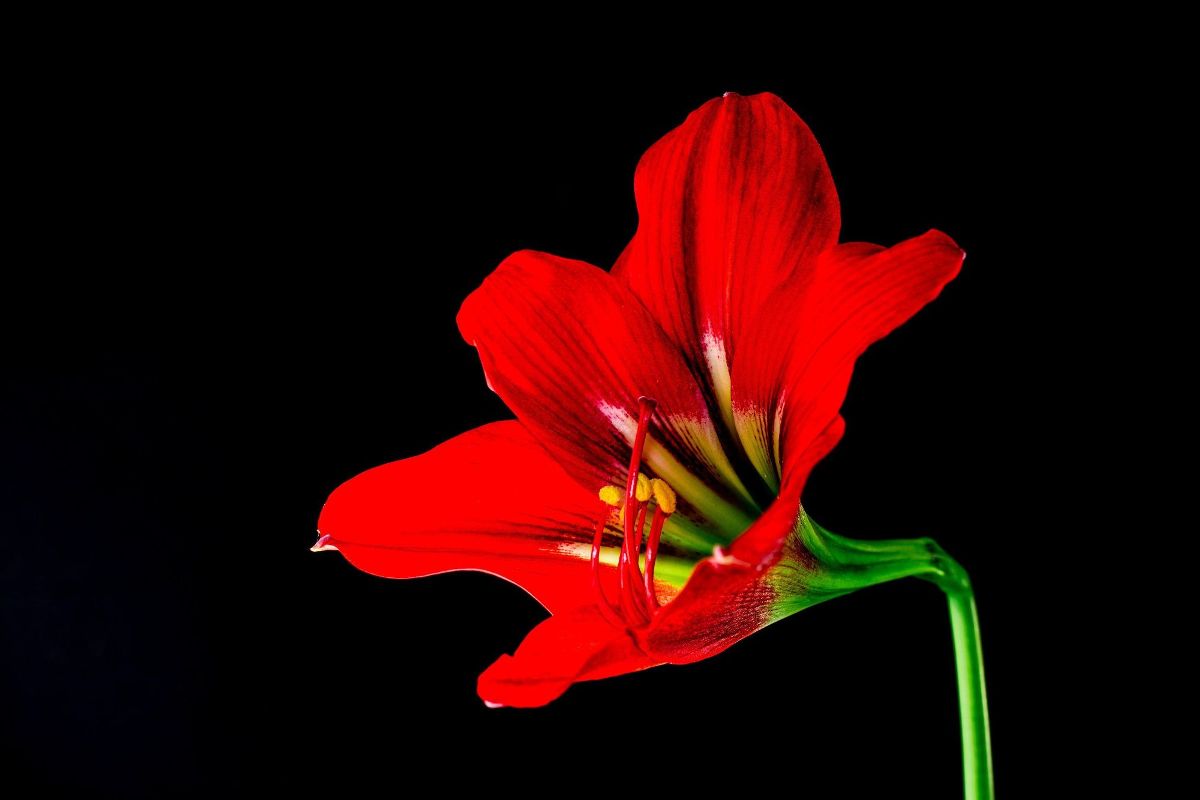 Hippeastrum - HD Wallpaper 