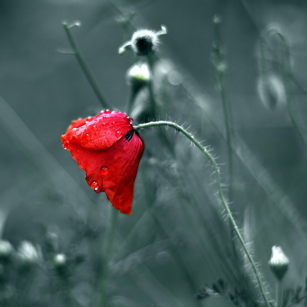 White And Red Flowers - HD Wallpaper 