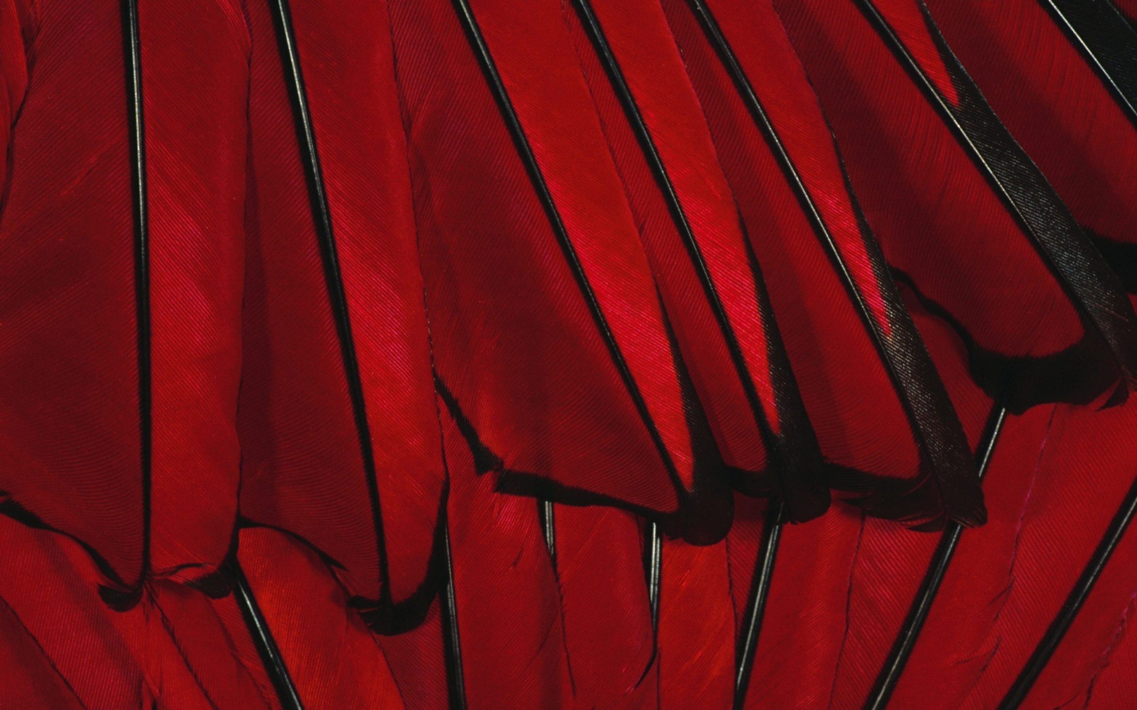 Black, Red, Flower - Wallpaper - HD Wallpaper 