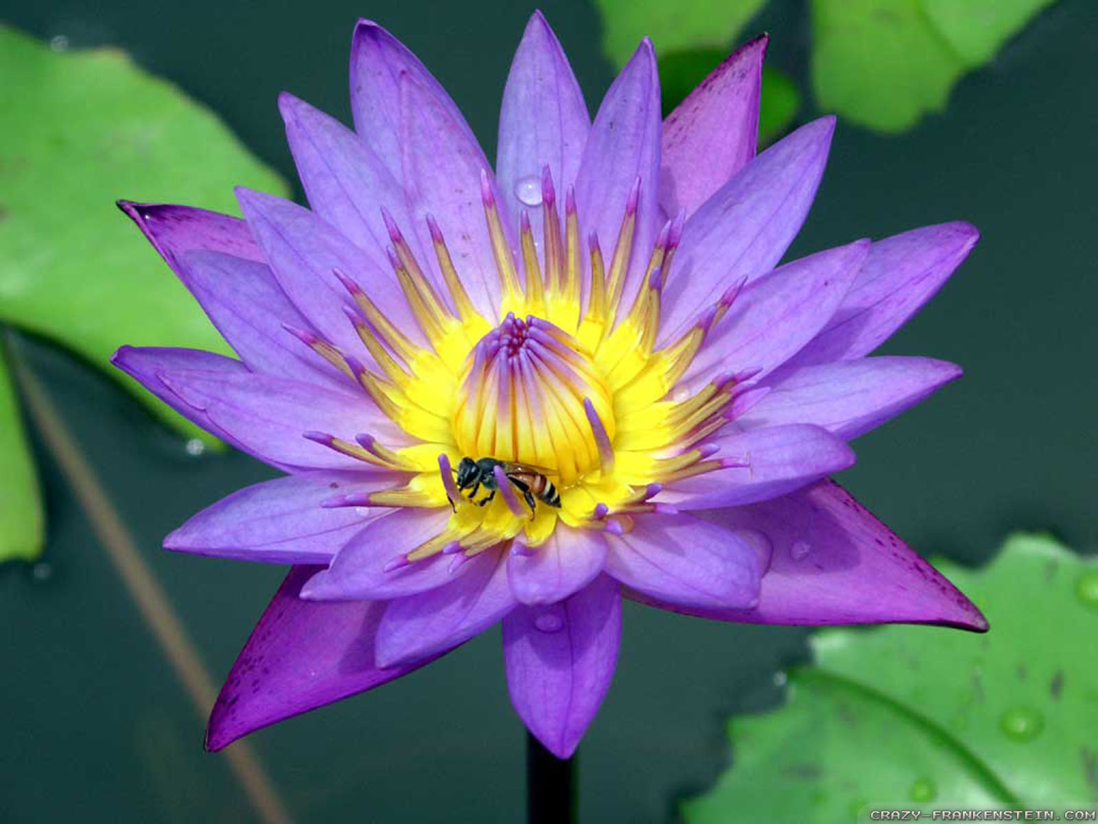 Purple Lotus Flower Wallpaper For Iphone Black, Red, - Thailand Plants - HD Wallpaper 