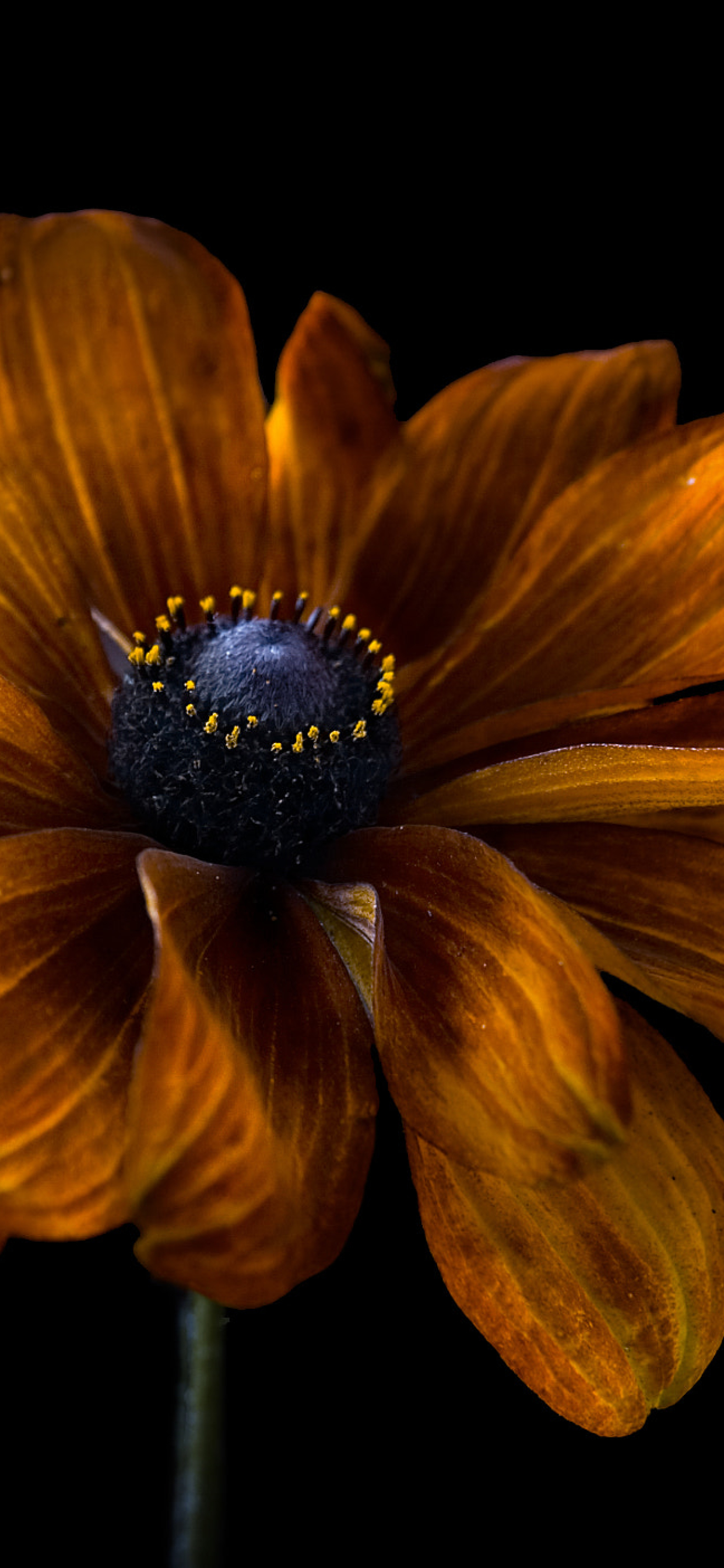 Dark Flowers Plants - HD Wallpaper 