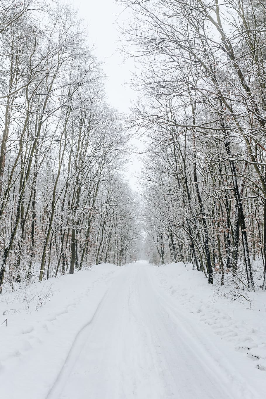 A Snowy Road In The Forest, Winter, White, Day, Path, - Snowy Road - HD Wallpaper 