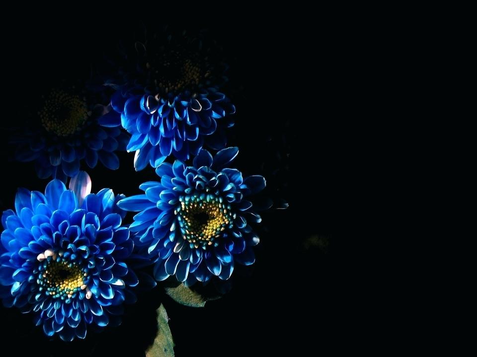 Wallpaper - HD Wallpaper 