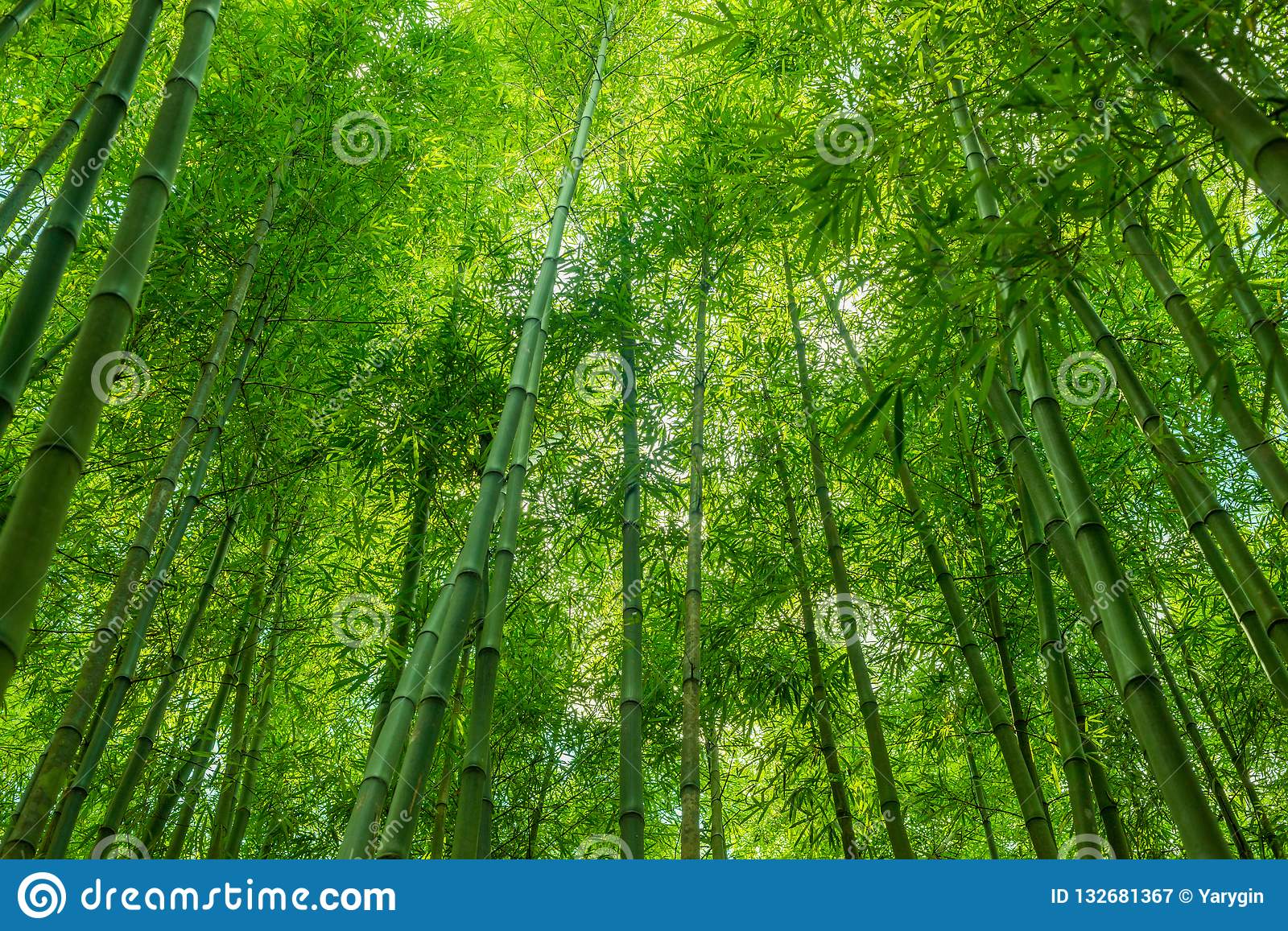 Bamboo Forest Wallpaper - Bamboo Green Nature Background - HD Wallpaper 