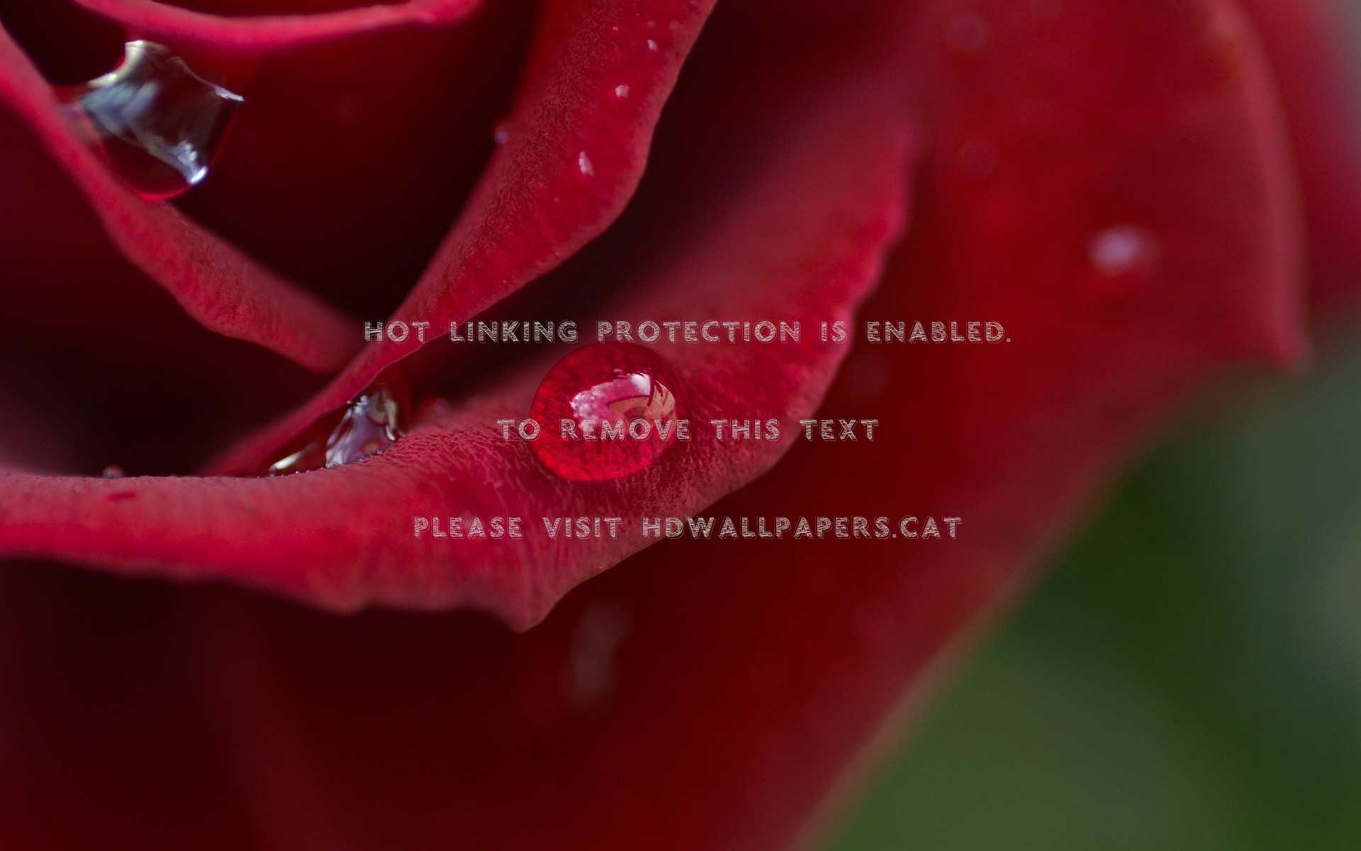 Rose Velvet Red Drops Water Dark Flower - Macro Photography - HD Wallpaper 