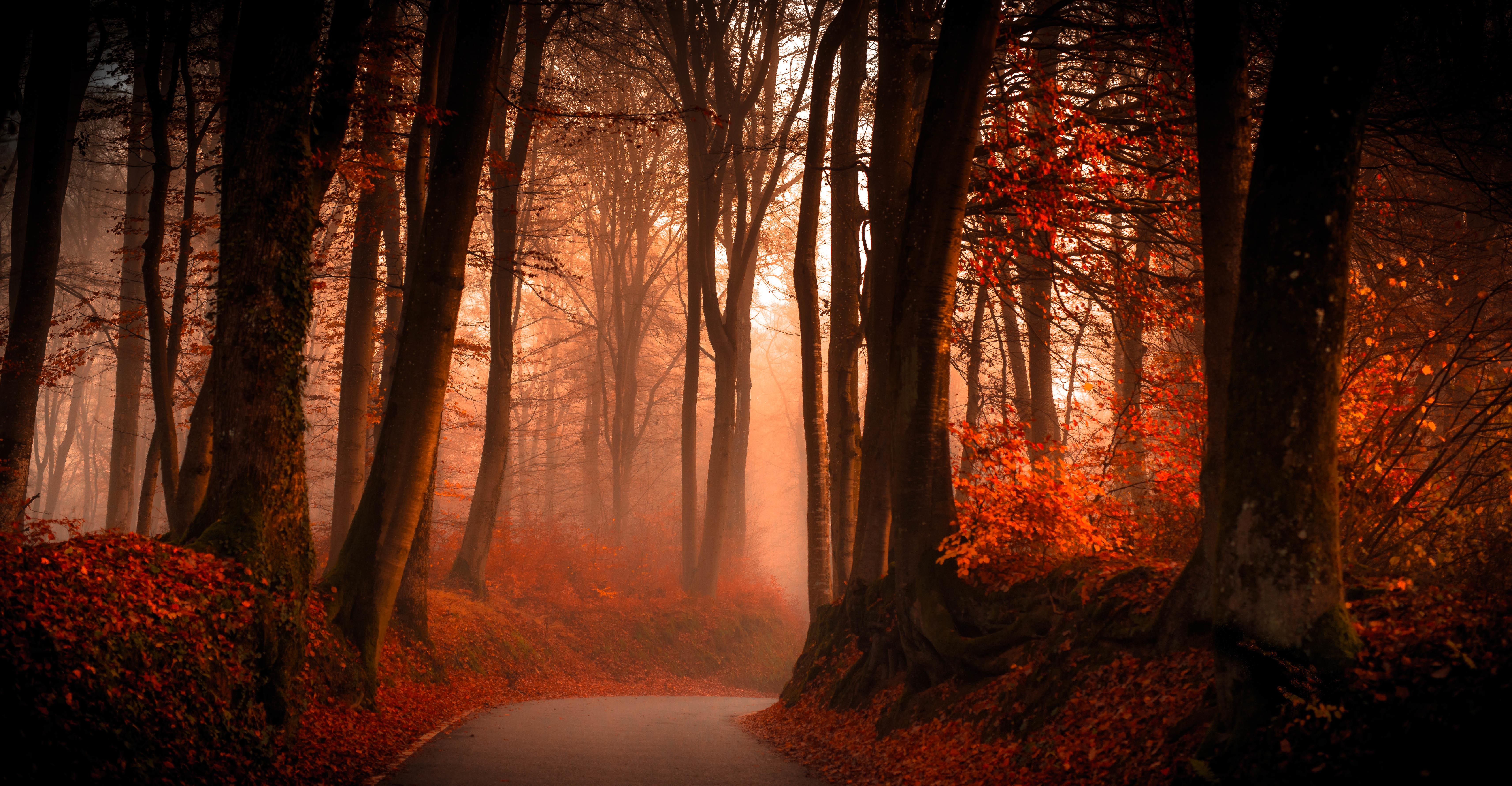 Autumn Forest Wallpaper Hd - HD Wallpaper 