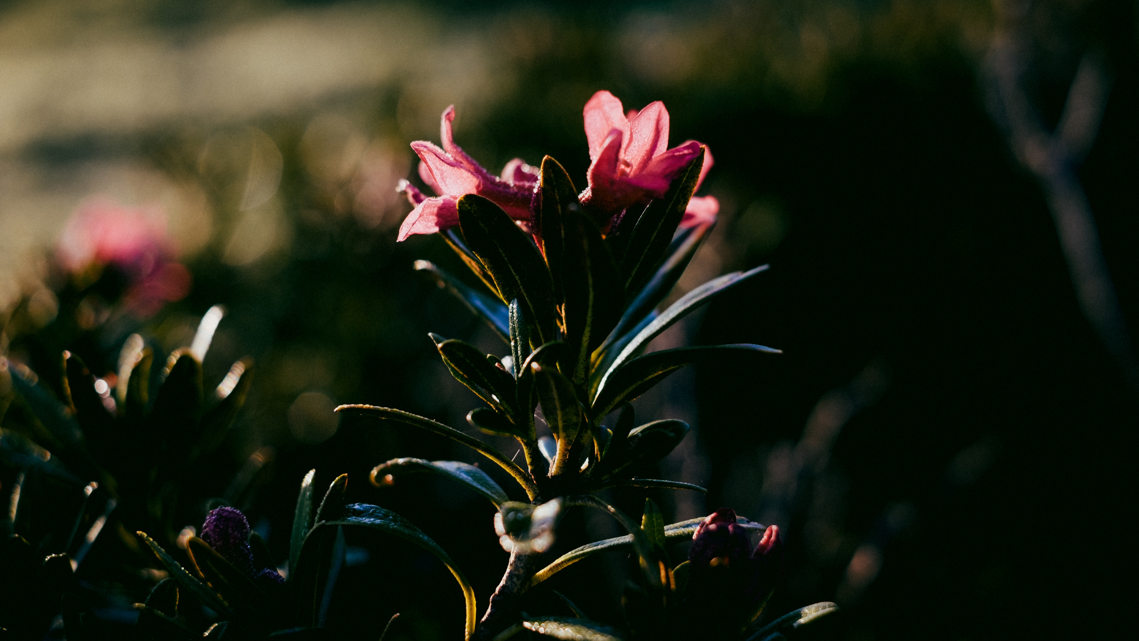 Flower Dark Leaves Petals 4k - Dark 4k Wallpaper Flowers - HD Wallpaper 