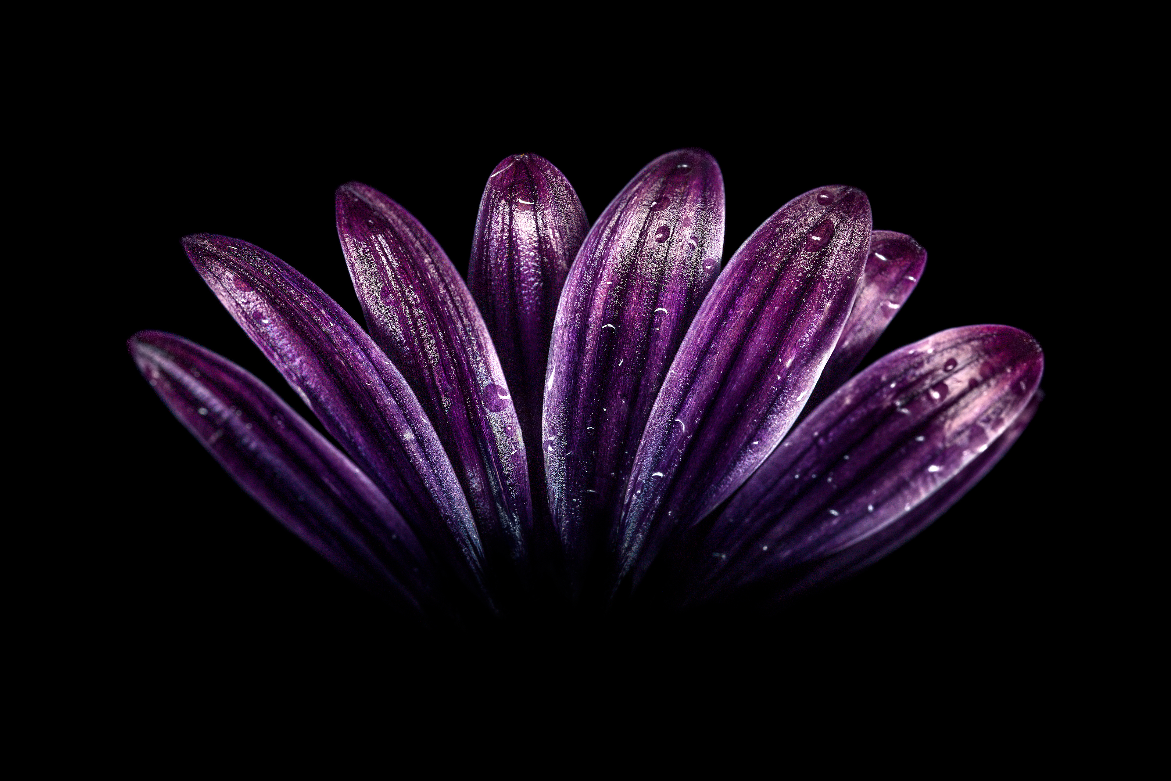 Dark Purple Flower Background - HD Wallpaper 