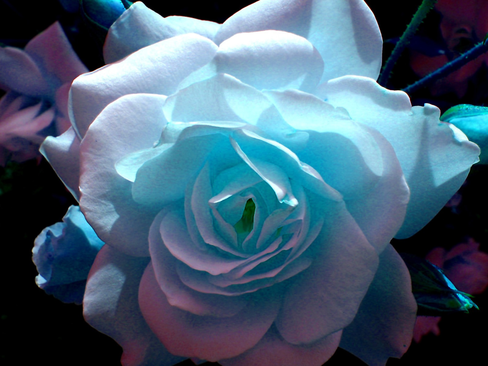 Lavender Rose With Blue - HD Wallpaper 