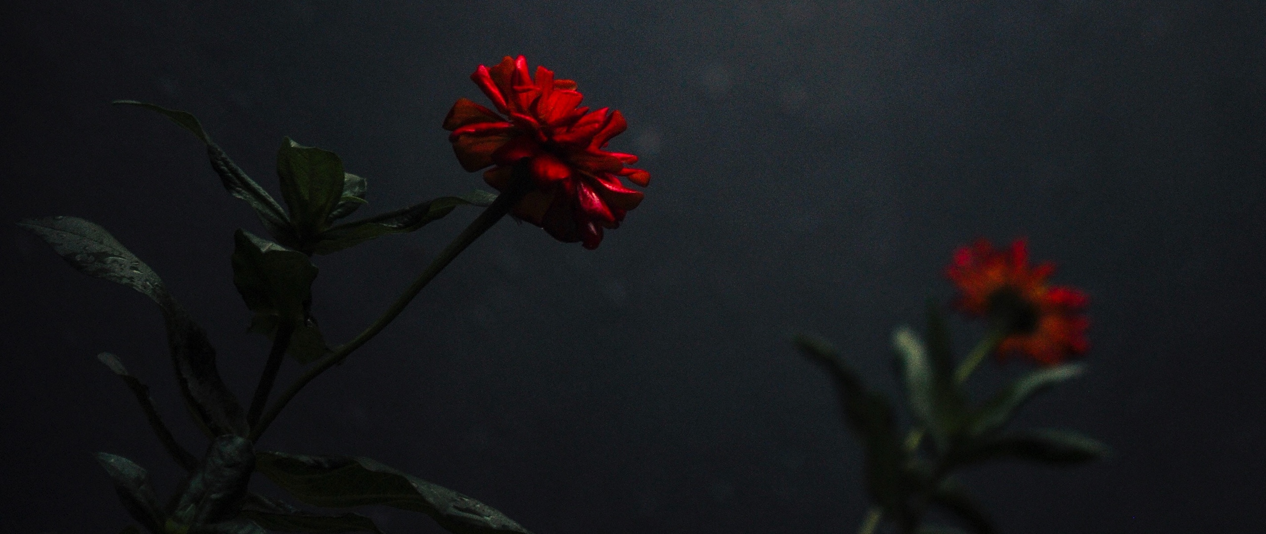 Wallpaper Flower, Bud, Red, Dark, Stem - Carnation - HD Wallpaper 