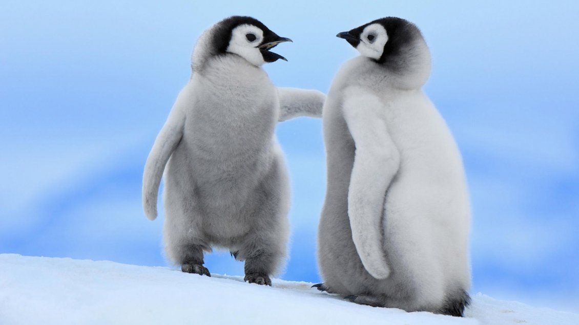 Download Wallpaper Two Cute Baby Penguins Talking - HD Wallpaper 