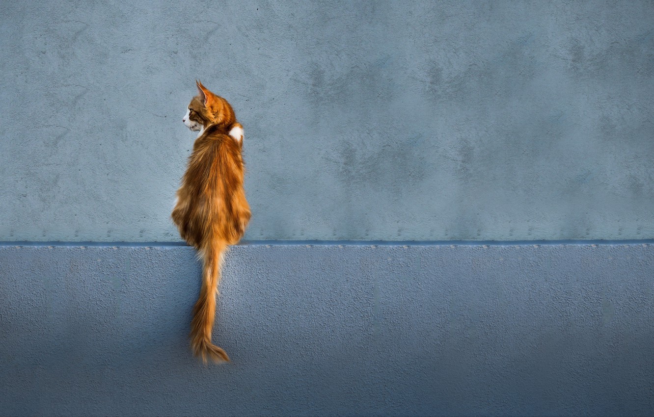 Photo Wallpaper Red, Wall, White, Animals, Cat, Tail, - Cats Sitting On A Wall - HD Wallpaper 