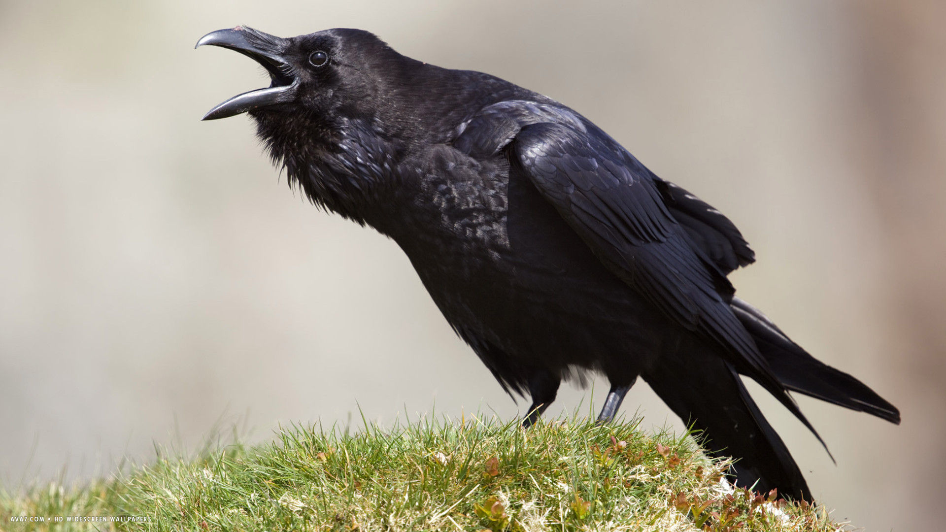 Raven Talking Bird Hd Widescreen Wallpaper - Raven Hd - HD Wallpaper 