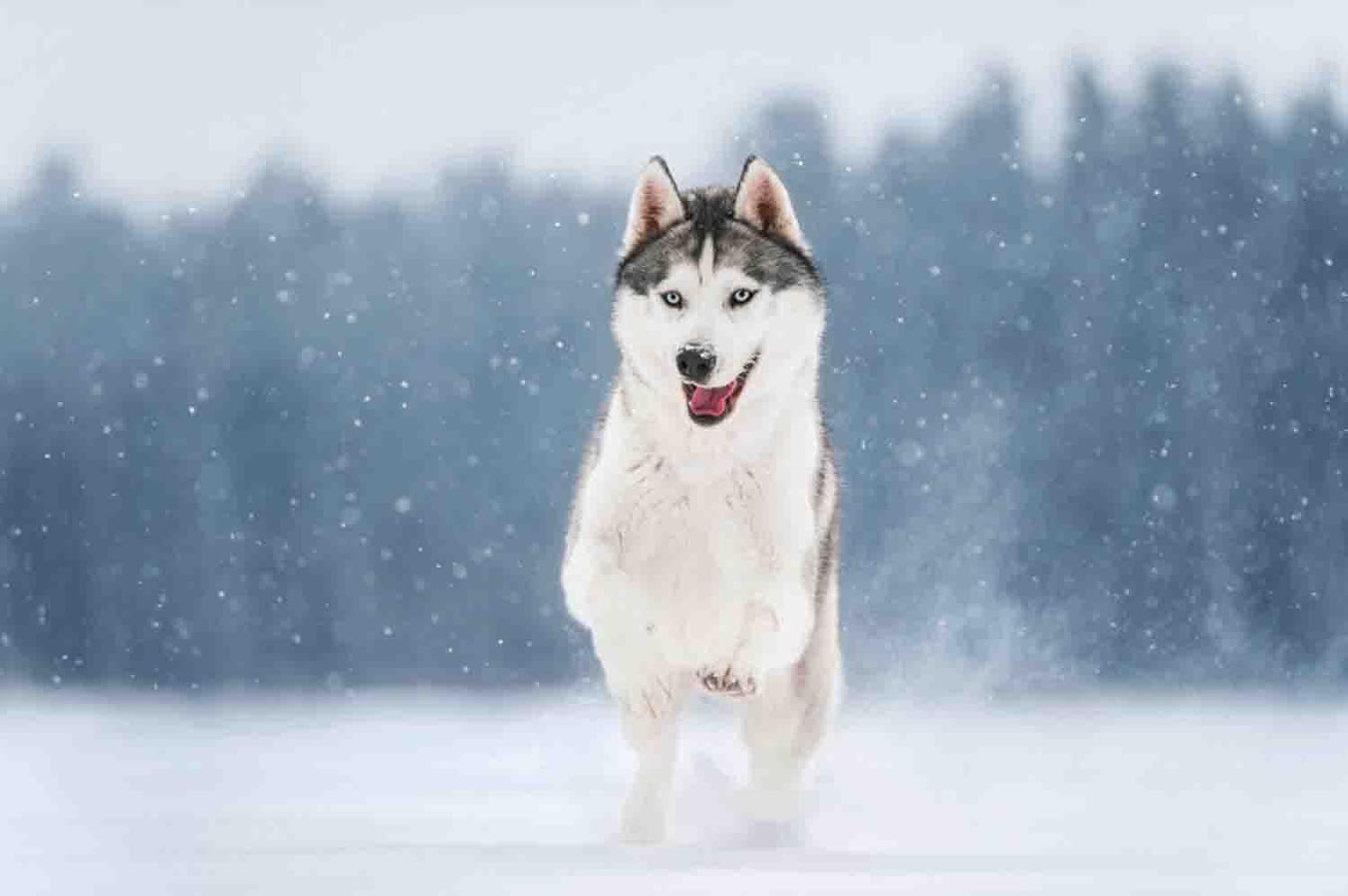 Best Husky High Resolution Pictures - HD Wallpaper 