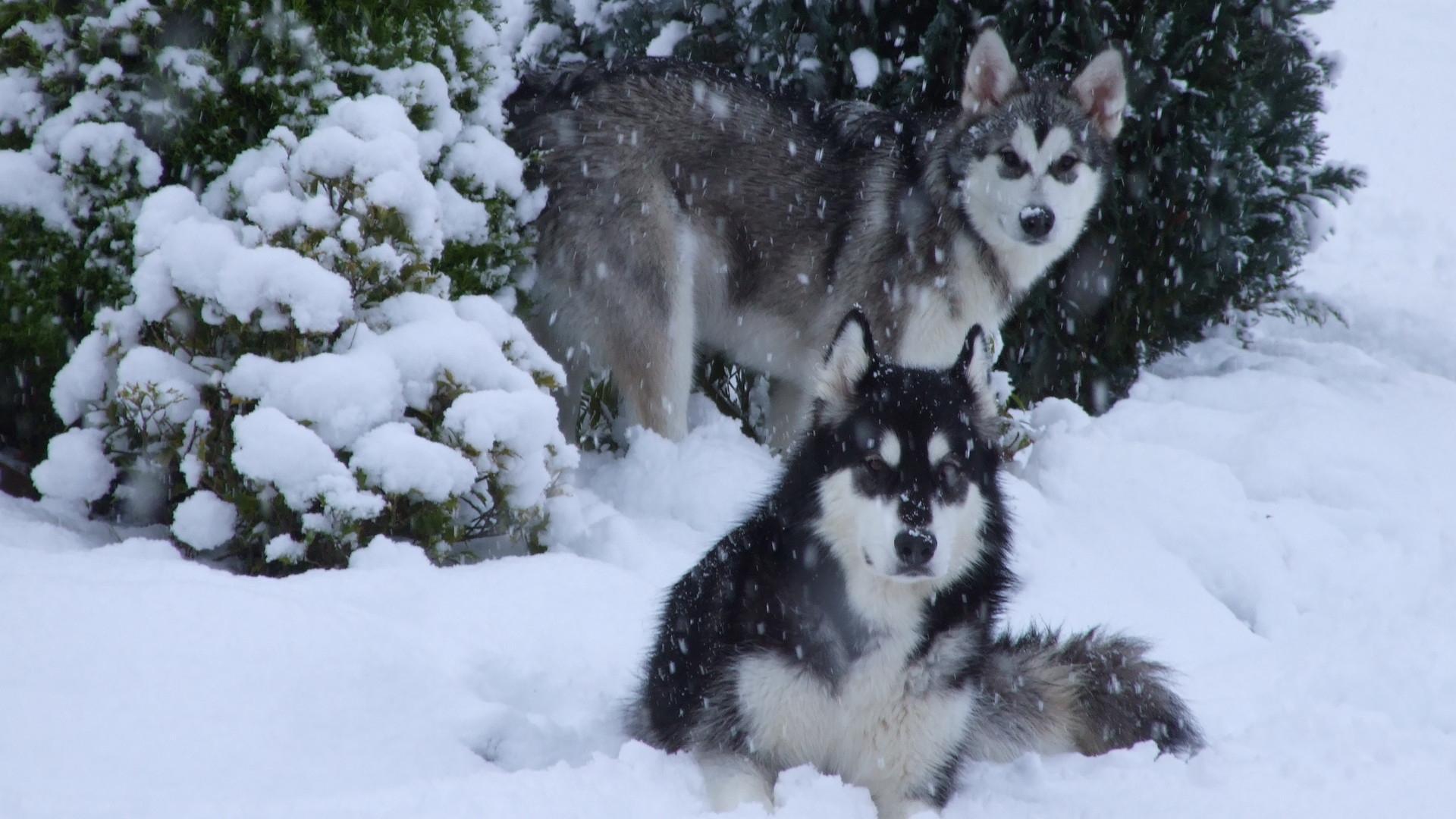 Huskies In Snow - HD Wallpaper 