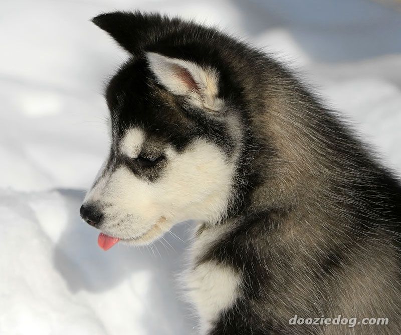 Dog, Animal, And Husky Image - Very Cute Siberian Husky Puppies - HD Wallpaper 