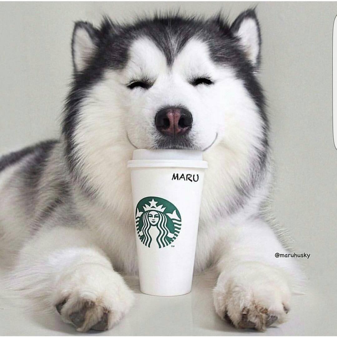 Husky Dog - Starbucks New Logo 2011 - HD Wallpaper 