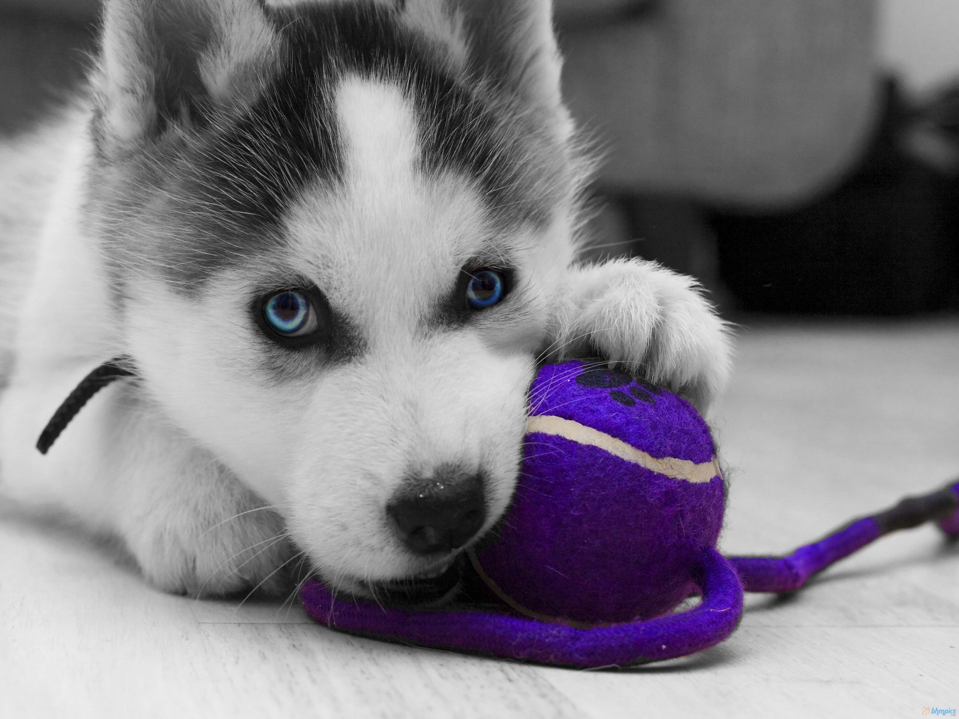 Siberian Husky Wallpapers - Husky Puppy - HD Wallpaper 