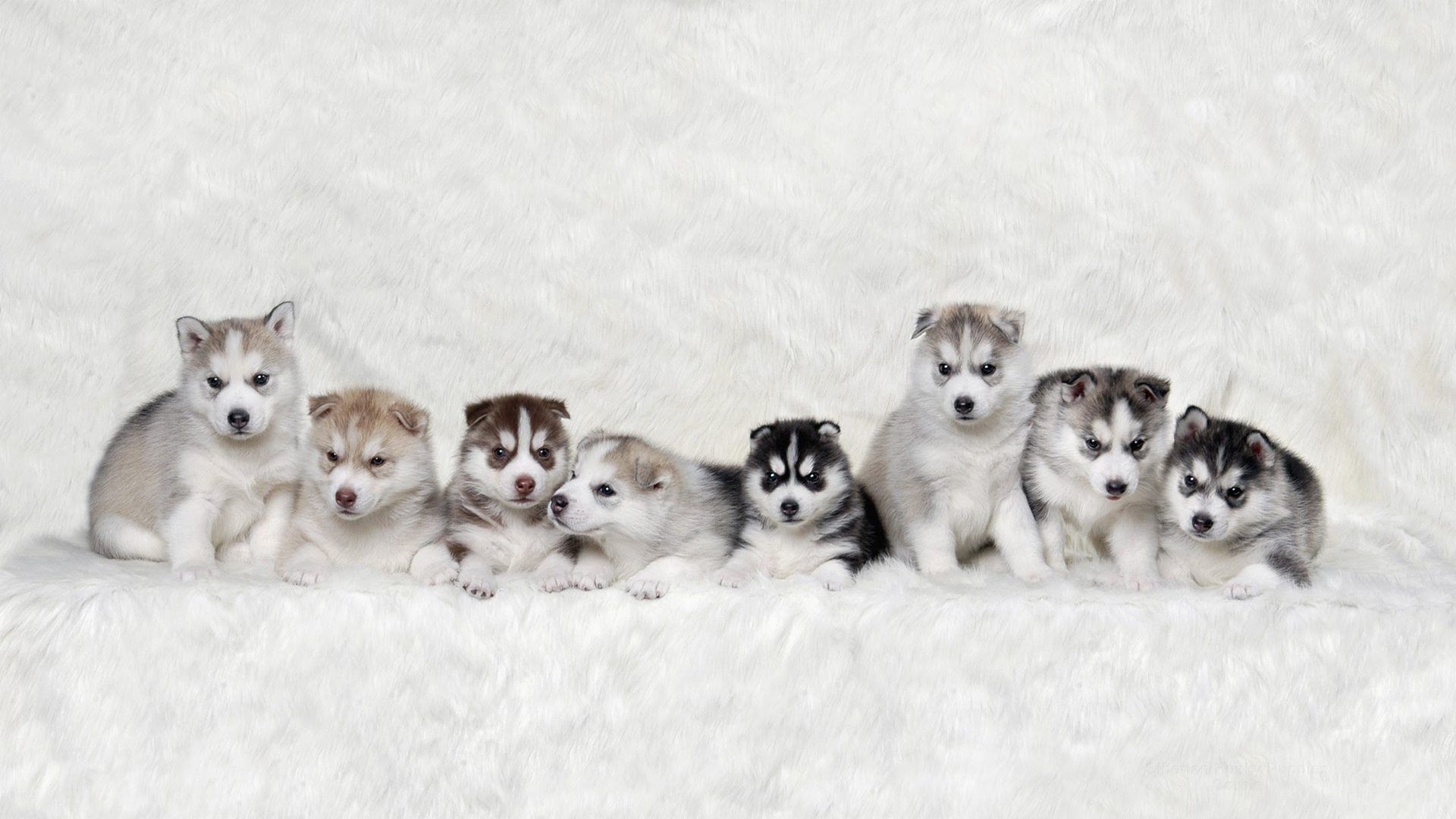 Siberian Husky Puppies Background - HD Wallpaper 