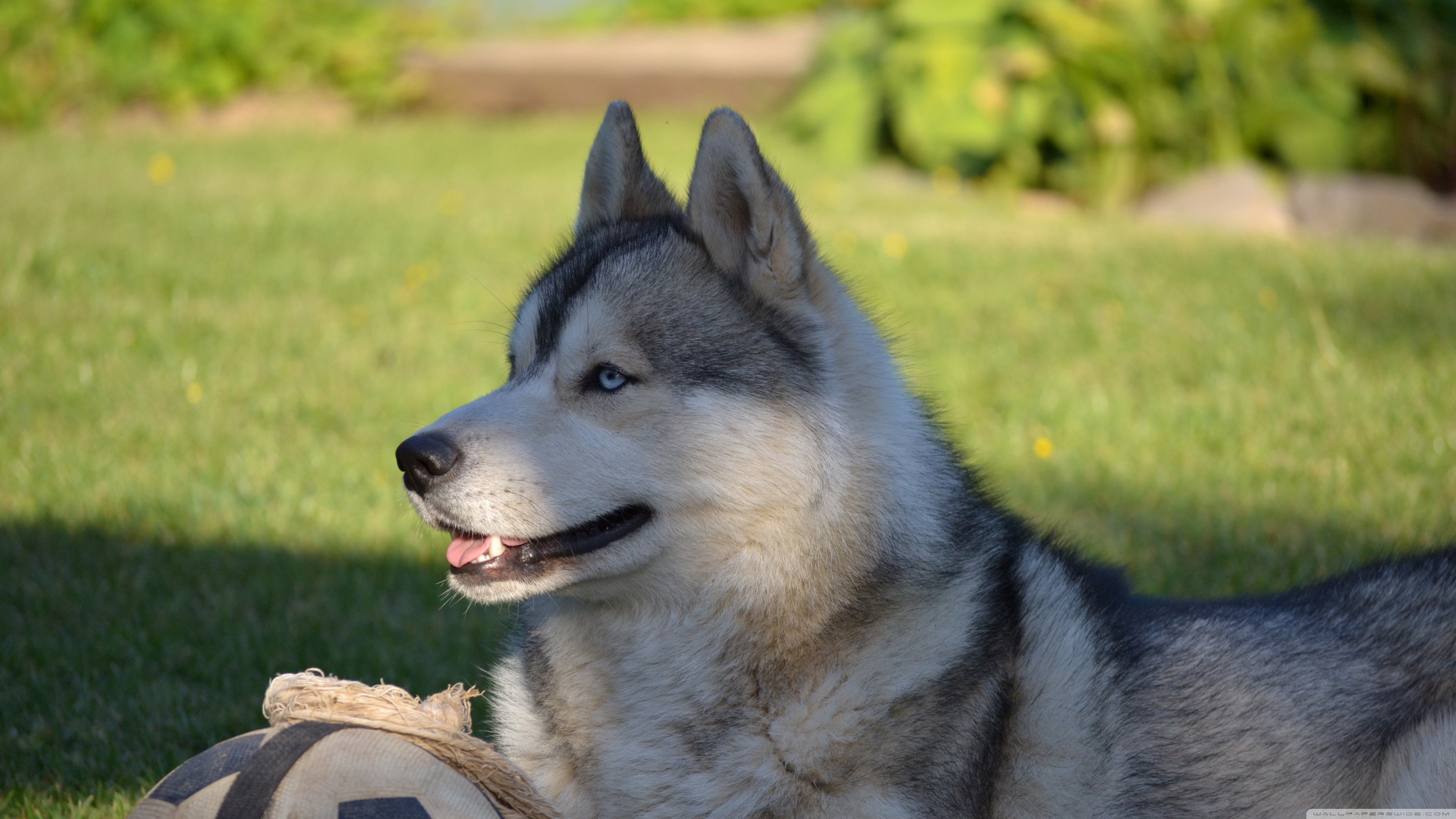 Ultra Hd 4k Huskies - HD Wallpaper 