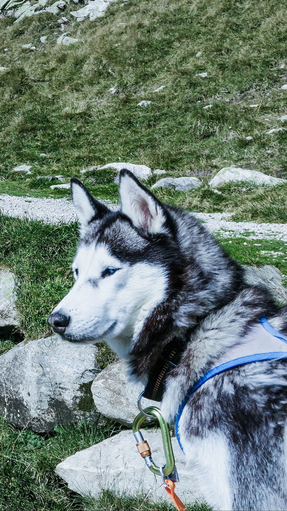 Wallpaper Husky, Dog, Muzzle, Light - Siberian Husky - HD Wallpaper 