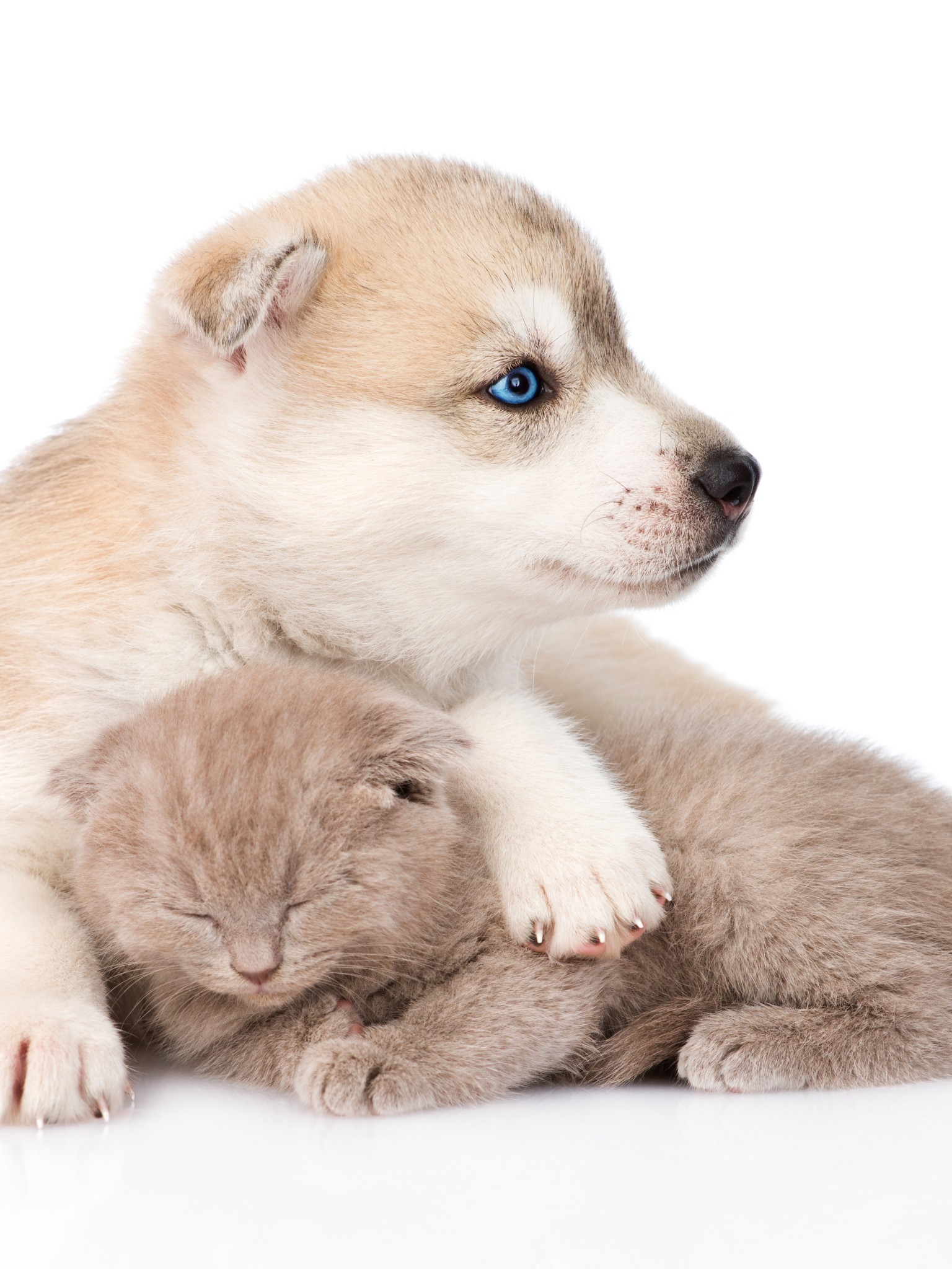 Puppy, Cat, Friends, Husky, Cute - HD Wallpaper 