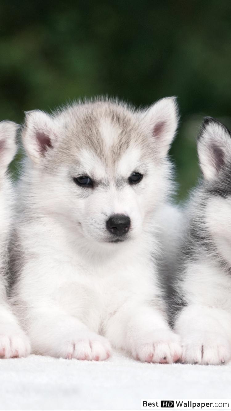 Trio Of Puppies - HD Wallpaper 