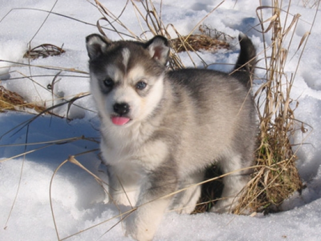 baby husky in snow