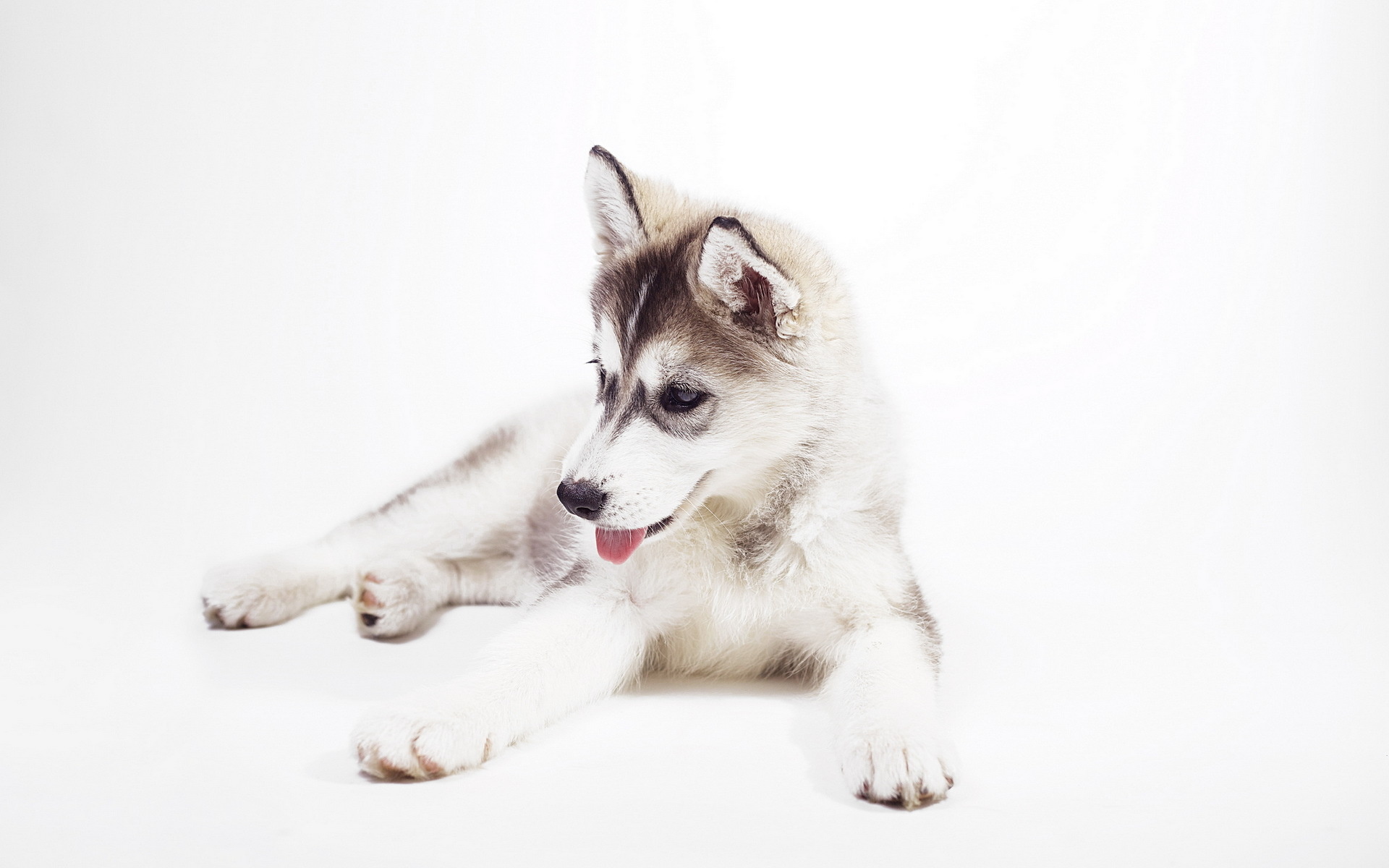Siberian Husky Puppy Desktop Background - HD Wallpaper 