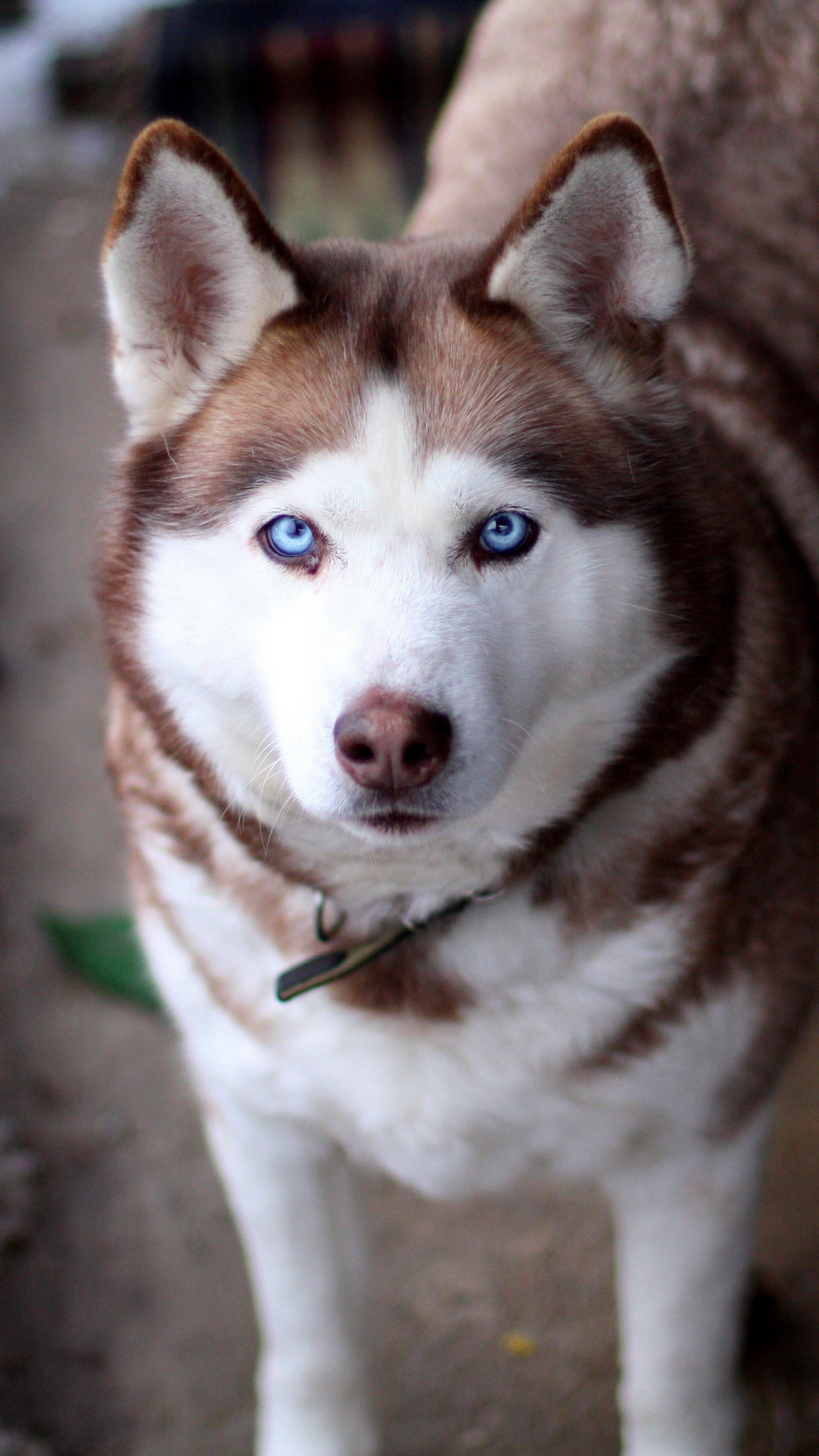 Wallpaper Husky, Dog, Muzzle, Eyes, Collar - Brown Siberian Husky Blue Eyes - HD Wallpaper 