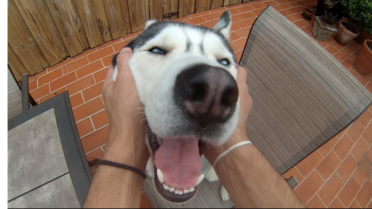 Gohan The Husky Smile - HD Wallpaper 