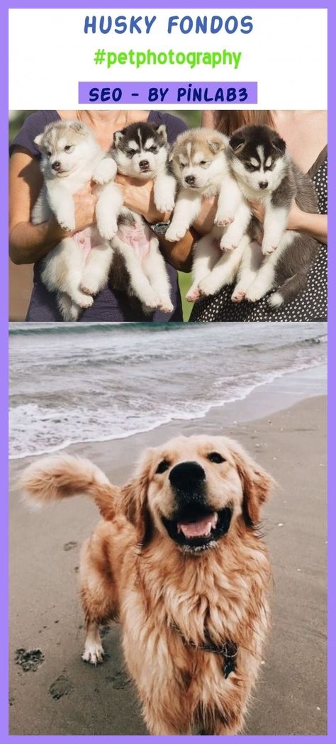 Husky Fondos - Golden Retriever Aesthetic - HD Wallpaper 