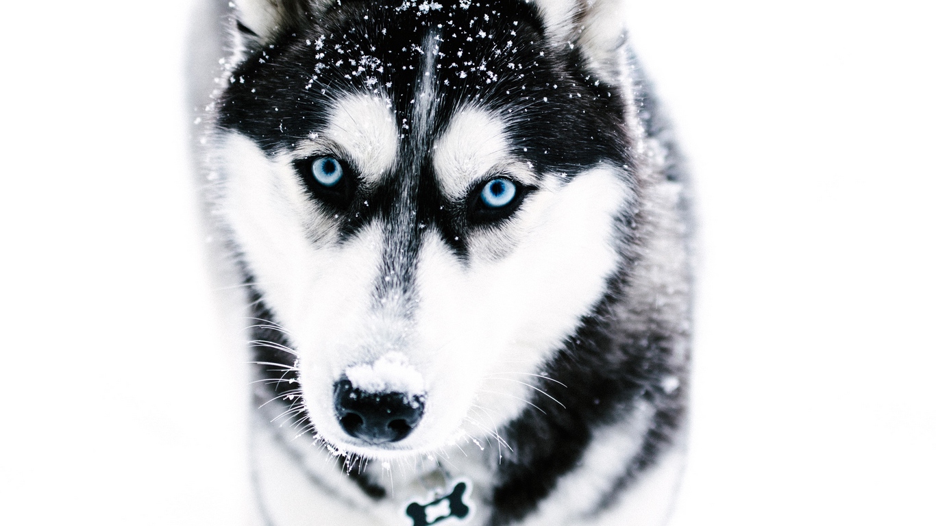 Wallpaper Husky, Dog, Muzzle, Blue-eyed - Husky Siberiano Foto 4k - HD Wallpaper 