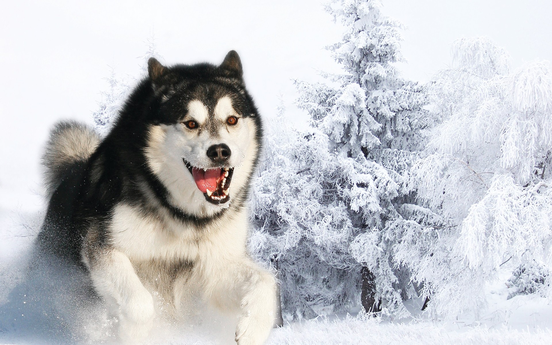 Black And White Husky Long Hair - HD Wallpaper 