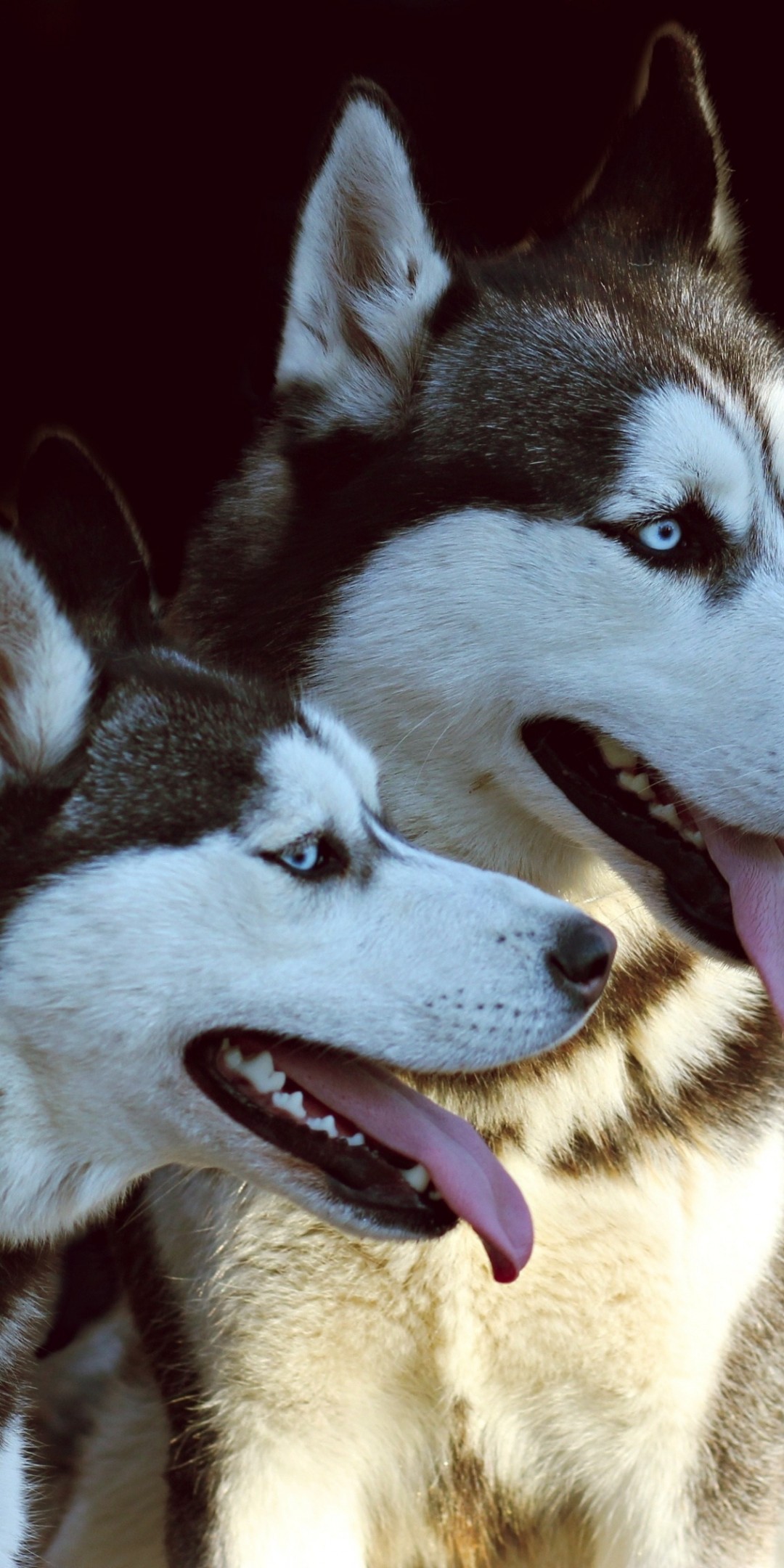 Husky, Protruding, Looking Away, Cute Dogs - HD Wallpaper 