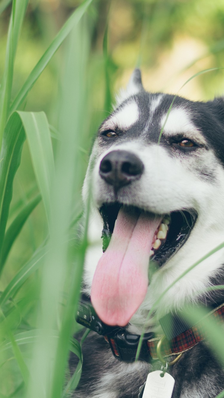 Husky, Long Tongue, Weird, Plants, Dogs - HD Wallpaper 